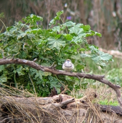 Stizoptera bichenovii (Double-barred Finch) at Bowna Reserve - 7 Aug 2021 by Darcy