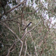 Myiagra inquieta (Restless Flycatcher) at Table Top, NSW - 7 Aug 2021 by Darcy