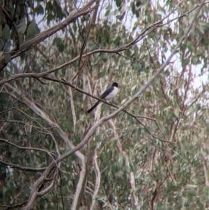 Myiagra inquieta at Table Top, NSW - 7 Aug 2021