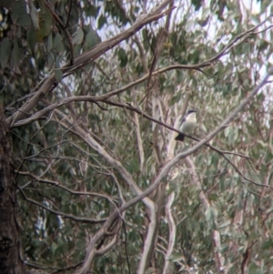 Myiagra inquieta at Table Top, NSW - 7 Aug 2021