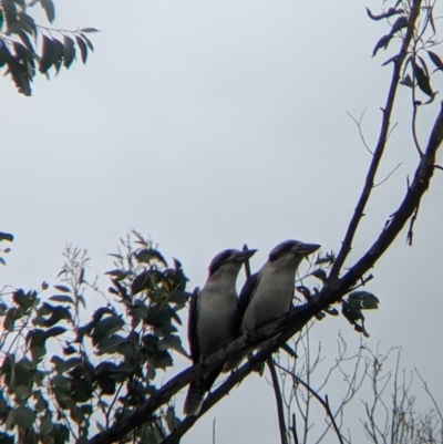 Dacelo novaeguineae (Laughing Kookaburra) at Table Top, NSW - 7 Aug 2021 by Darcy