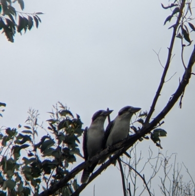 Dacelo novaeguineae (Laughing Kookaburra) at Bowna Reserve - 7 Aug 2021 by Darcy