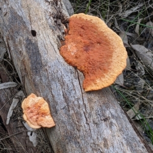 Trametes coccinea at Table Top, NSW - 7 Aug 2021 01:14 PM