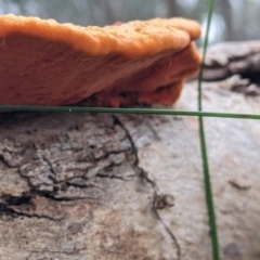 Trametes coccinea at Table Top, NSW - 7 Aug 2021