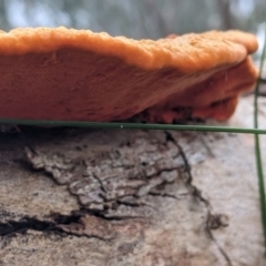 Trametes coccinea at Table Top, NSW - 7 Aug 2021