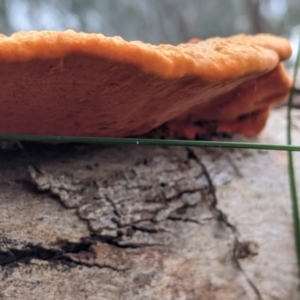 Trametes coccinea at Table Top, NSW - 7 Aug 2021