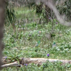 Psephotus haematonotus (Red-rumped Parrot) at Albury - 7 Aug 2021 by Darcy