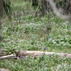 Psephotus haematonotus at Table Top, NSW - 7 Aug 2021