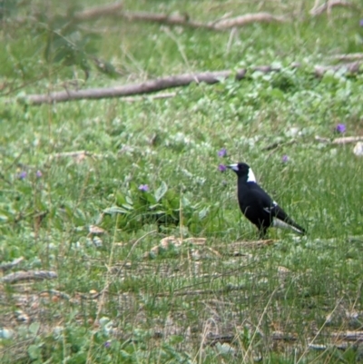 Gymnorhina tibicen (Australian Magpie) at Table Top, NSW - 7 Aug 2021 by Darcy