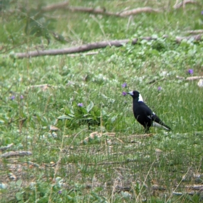 Gymnorhina tibicen (Australian Magpie) at Bowna Reserve - 7 Aug 2021 by Darcy