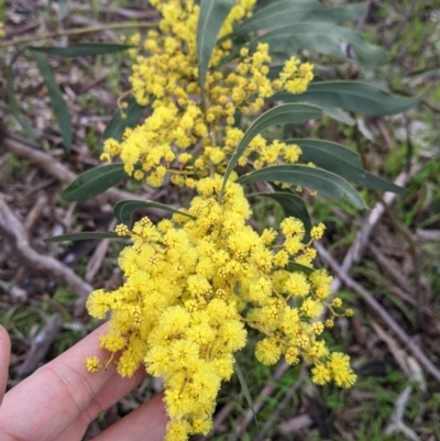 Acacia rubida (Red-stemmed Wattle, Red-leaved Wattle) at Albury - 7 Aug 2021 by Darcy