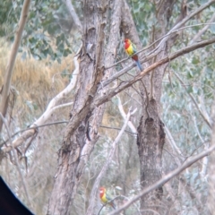 Platycercus eximius (Eastern Rosella) at Bowna Reserve - 7 Aug 2021 by Darcy