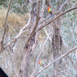 Platycercus eximius at Table Top, NSW - 7 Aug 2021