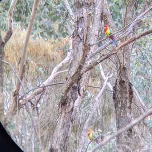 Platycercus eximius at Table Top, NSW - 7 Aug 2021