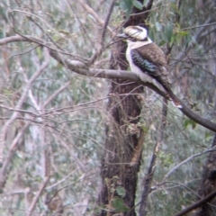 Dacelo novaeguineae (Laughing Kookaburra) at Table Top, NSW - 7 Aug 2021 by Darcy