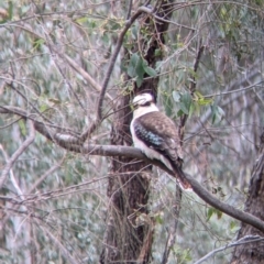 Dacelo novaeguineae at Table Top, NSW - 7 Aug 2021