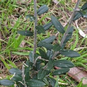 Olea europaea at Table Top, NSW - 7 Aug 2021