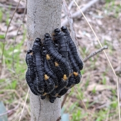 Perga sp. (genus) (Sawfly or Spitfire) at Bowna Reserve - 7 Aug 2021 by Darcy