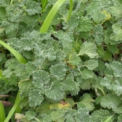 Marrubium vulgare (Horehound) at Table Top, NSW - 7 Aug 2021 by Darcy