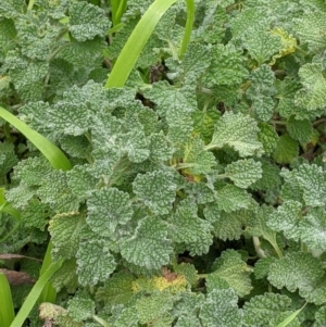 Marrubium vulgare at Table Top, NSW - 7 Aug 2021