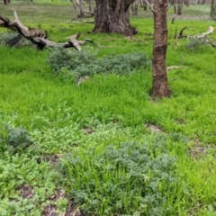 Marrubium vulgare at Table Top, NSW - 7 Aug 2021