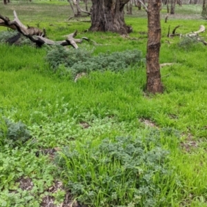 Marrubium vulgare at Table Top, NSW - 7 Aug 2021