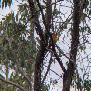 Platycercus eximius at Table Top, NSW - 7 Aug 2021