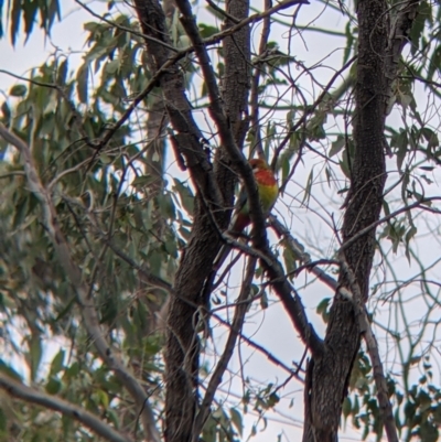 Platycercus eximius (Eastern Rosella) at Albury - 7 Aug 2021 by Darcy