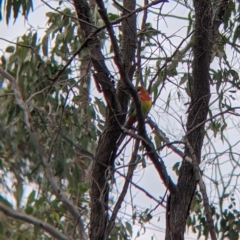 Platycercus eximius (Eastern Rosella) at Bowna Reserve - 7 Aug 2021 by Darcy