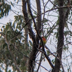 Platycercus eximius at Table Top, NSW - 7 Aug 2021