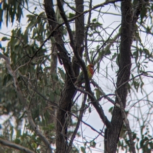 Platycercus eximius at Table Top, NSW - 7 Aug 2021