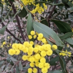 Acacia pycnantha (Golden Wattle) at Table Top, NSW - 7 Aug 2021 by Darcy