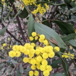 Acacia pycnantha at Table Top, NSW - 7 Aug 2021
