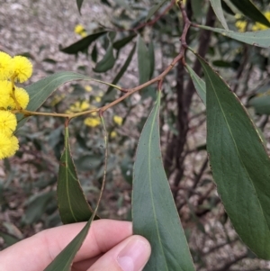 Acacia pycnantha at Table Top, NSW - 7 Aug 2021 01:41 PM