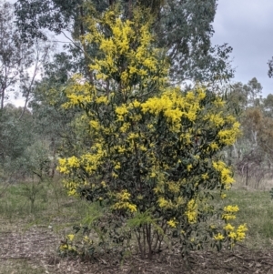 Acacia pycnantha at Table Top, NSW - 7 Aug 2021