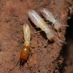Termitoidae (informal group) (Unidentified termite) at Downer, ACT - 6 Aug 2021 by TimL