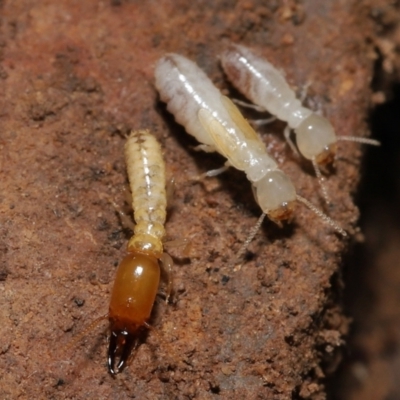 Termitoidae (informal group) (Unidentified termite) at Downer, ACT - 6 Aug 2021 by TimL