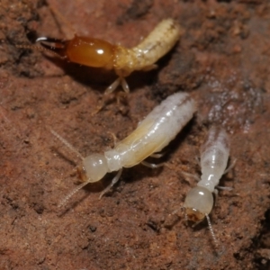 Termitoidae (informal group) at Downer, ACT - 6 Aug 2021