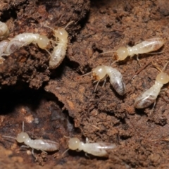 Termitoidae (informal group) at Downer, ACT - 6 Aug 2021