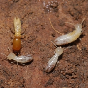 Termitoidae (informal group) at Downer, ACT - 6 Aug 2021