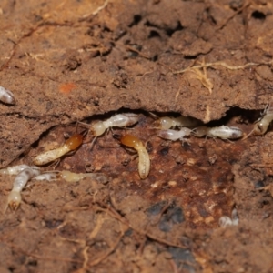 Termitoidae (informal group) at Downer, ACT - 6 Aug 2021