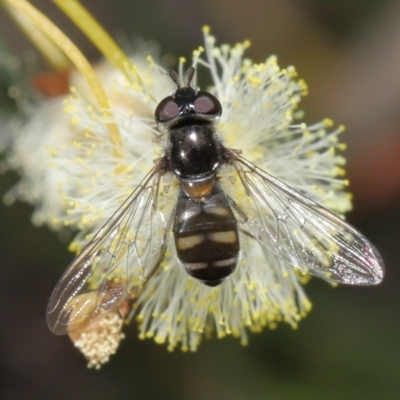 Melangyna viridiceps (Hover fly) at Acton, ACT - 6 Aug 2021 by TimL