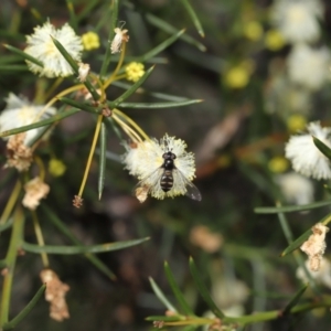 Melangyna viridiceps at Acton, ACT - 6 Aug 2021 01:21 PM