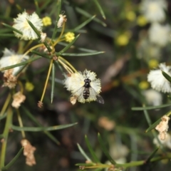 Melangyna viridiceps at Acton, ACT - 6 Aug 2021