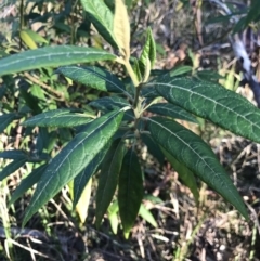 Solanum stelligerum (Devil's Needles) at Broulee, NSW - 7 Aug 2021 by MattFox