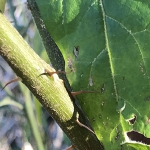 Solanum stelligerum at Broulee, NSW - 8 Aug 2021