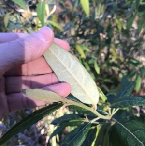 Solanum stelligerum at Broulee, NSW - 8 Aug 2021