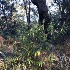 Solanum stelligerum at Broulee, NSW - 8 Aug 2021