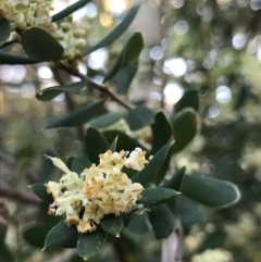 Monotoca elliptica (Tree Broom-heath) at Broulee, NSW - 7 Aug 2021 by MattFox