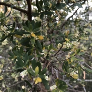 Monotoca elliptica at Broulee, NSW - 8 Aug 2021